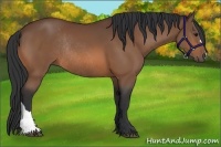 Horse Color:Bay Rabicano 