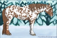 Horse Color:Chestnut Appaloosa
