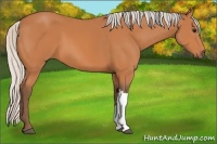 Horse Color:Silver Bay 