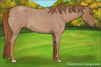 Horse Color:Red Roan 