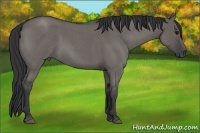 Horse Color:Grullo Roan 
