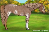Horse Color:White Spotted Red Roan 