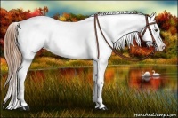 Horse Color:Chestnut Frame Appaloosa 