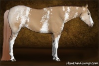 Horse Color:White Spotted Red Dun 