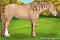 Horse Color:Gold Champagne 