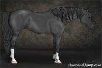 Horse Color:Blue Roan 