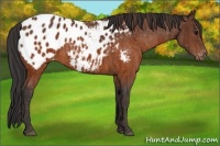 Horse Color:Brown Appaloosa Brindle