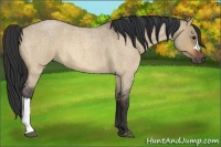 Horse Color:Bay Roan Dun 