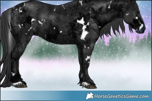 Horse Color:White Spotted Black Ice 