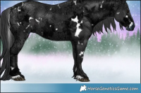 Horse Color:White Spotted Black Ice 