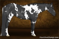 Horse Color:White Spotted Black 