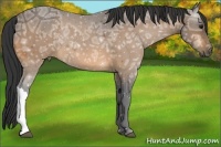 Horse Color:Buckskin Ice Rabicano