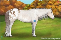 Horse Color:White Spotted Bay Dun Splash Appaloosa 