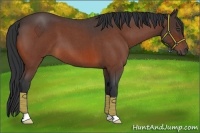 Horse Color:Bay Roan 
