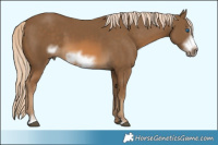 Horse Color:Chocolate Palomino Sabino Frame