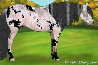 Horse Color:White Spotted Black Ice 