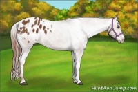 Horse Color:Chestnut Appaloosa 