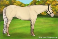 Horse Color:Silver Amber Champagne Dun 