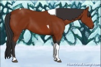 Horse Color:Bay Tobiano Rabicano