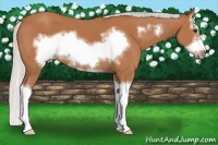 Horse Color:Silver Bay Sabino Splash Frame