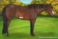 Horse Color:Bay Splash Frame  Brindle