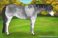 Horse Color:White Spotted Blue Roan 