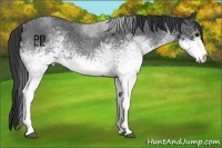 Horse Color:White Spotted Blue Roan 