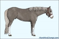 Horse Color:Silver Black Sabino 
