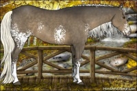 Horse Color:White Spotted Liver Chestnut