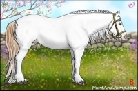 Horse Color:Buckskin Dun Appaloosa