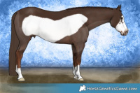 Horse Color:Liver Chestnut Frame 