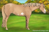 Horse Color:Gold Champagne Frame