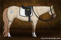 Horse Color:Red Dun Roan 
