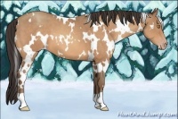 Horse Color:White Spotted Amber Champagne 