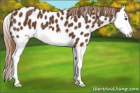 Horse Color:Chestnut Splash Appaloosa 