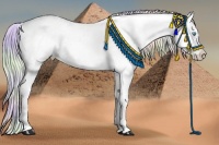 Horse Color:Nacre Silver Buckskin Pearl Sabino Splash Appaloosa 