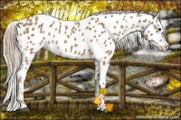 Horse Color:Palomino Leopard