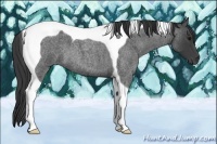 Horse Color:Blue Roan Tobiano