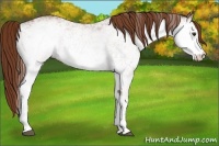Horse Color:White Spotted Chestnut 