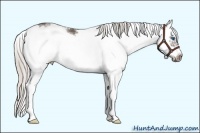 Horse Color:Silver Black Sabino Splash Frame 