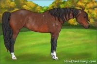 Horse Color:Bay Rabicano 