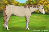 Horse Color:Classic Cream Champagne Dun Splash Appaloosa Rabicano