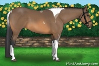 Horse Color:Buckskin Tobiano