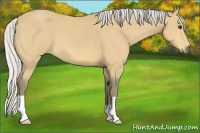 Horse Color:Silver Buckskin 