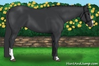 Horse Color:Black Sabino 