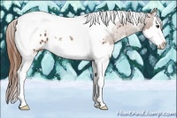 Horse Color:Chestnut Splash Tobiano Appaloosa 