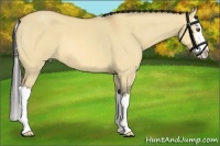 Horse Color:Buckskin Roan Dun Splash