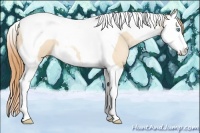 Horse Color:Buckskin Pearl Splash Tobiano 