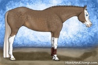 Horse Color:Chocolate Palomino Splash 