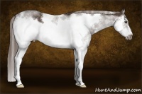 Horse Color:White Spotted Liver Chestnut Splash Frame